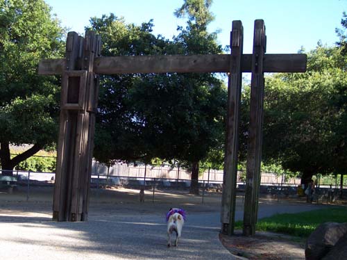 Daisy and Sheba getting ready to play