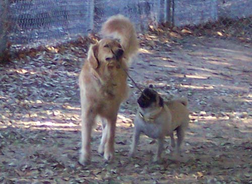 Stick tug of war playing fun