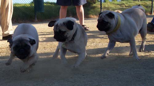 Loki and Sheba chasing Moe