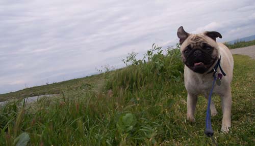 SF Bay Fun Happy Puppy Sheba