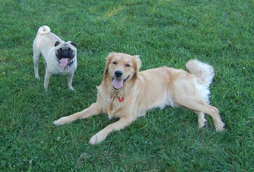 Sheba and Daisy Friday Fun