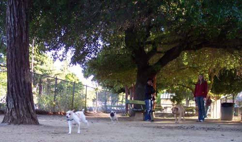Daisy and Sheba chasing Leo