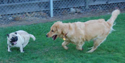 Daisy chasing Sheba