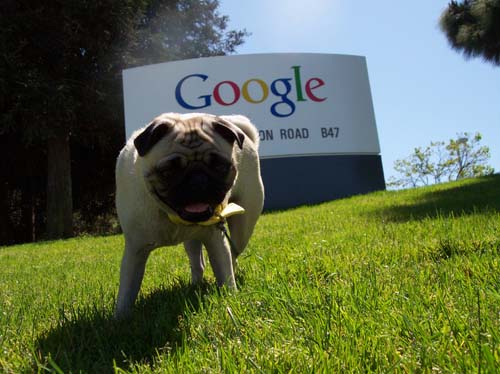 Sheba and the Google sign