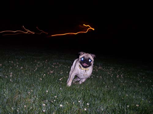 Sheba running at night