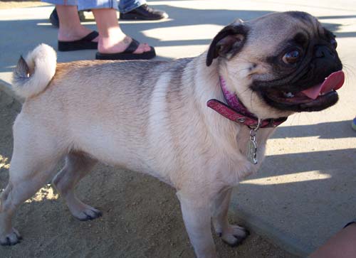 Sunday Night Pug Night