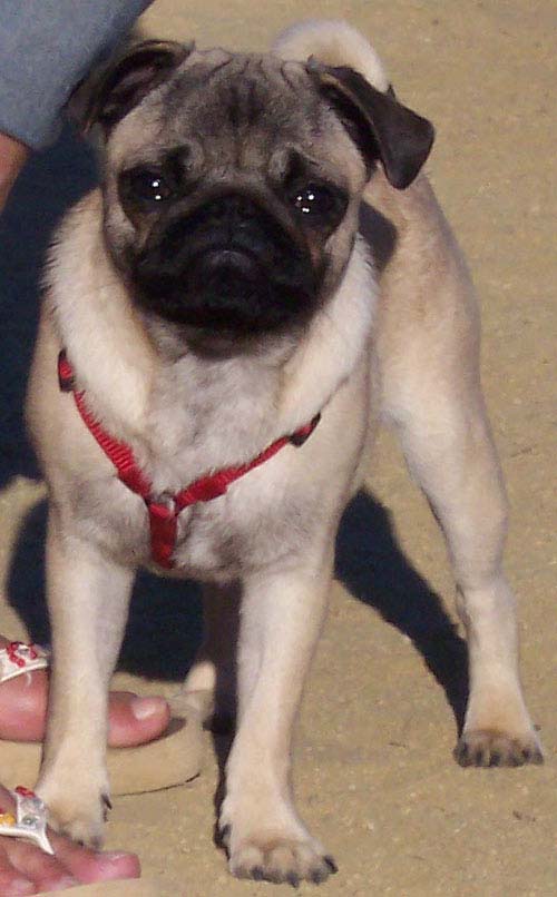 Sunday Night Pug Night