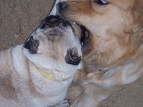 Daisy and Sheba playing