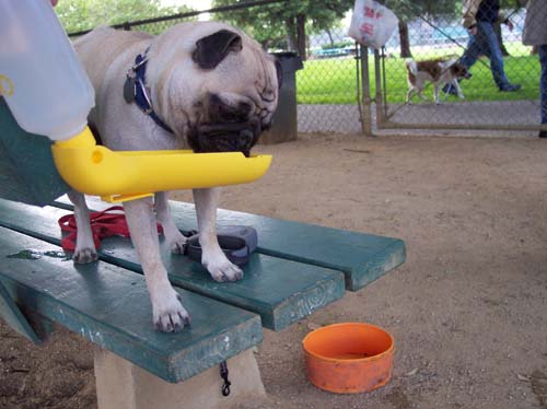 Sheba drinking water