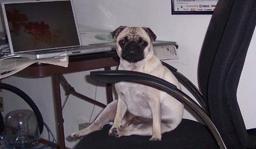 Sheba sitting in a Justia chair