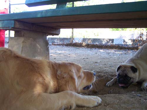 Daisy and Sheba playing sneak attack