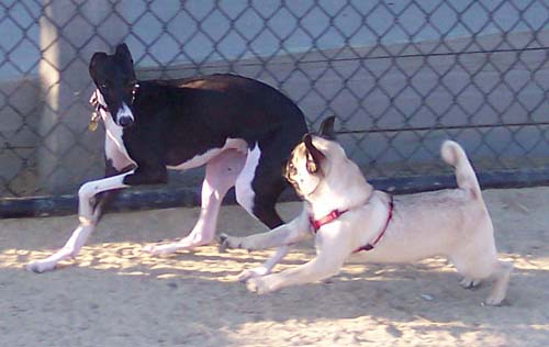 Sierra chased down a greyhound