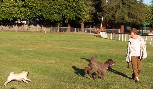 Sheba chasing Camille