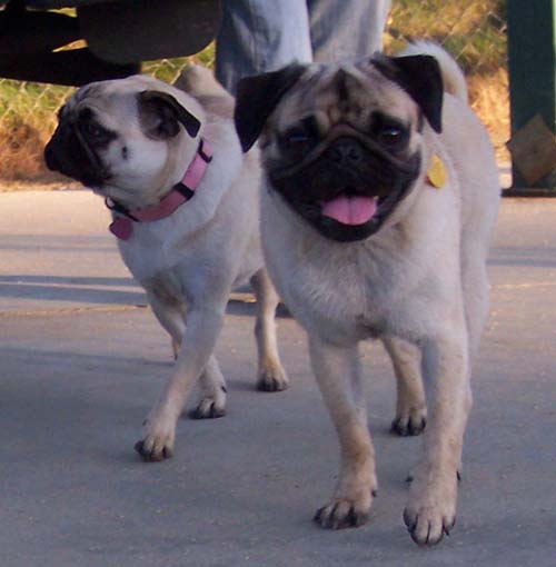Pugsy and Melanie