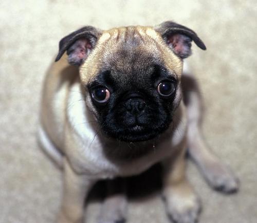 Little Sheba the Hug Pug looking up at the camara