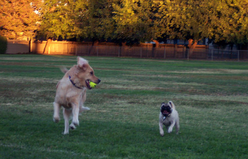 Kayla and Sheba running