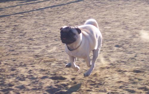 Little Sheba galloping