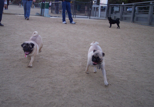 Sheba and Roy together again