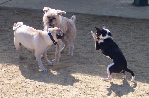 Starting the pretend battle