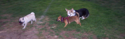 Lucy and Sheba and friend