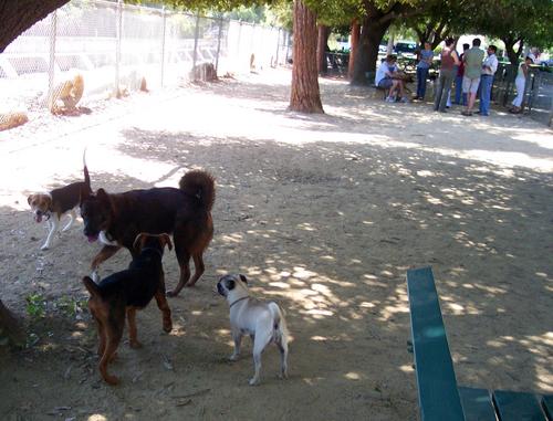 Dogs and People in separate parts of the park