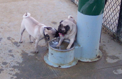 Roy and Sheba drinking water