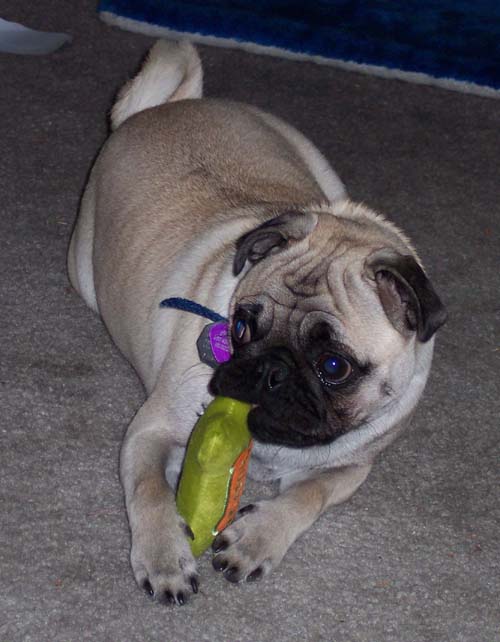 Sheba with Shrek toy