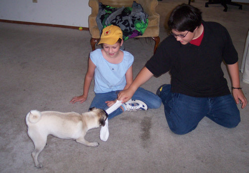 Adam, Julia and Sheba play Tug-a-War