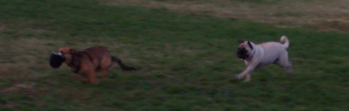 Sheba chasing Lucy Left