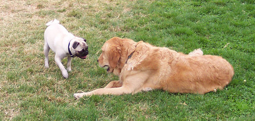 Sheba asking friend to share the ball