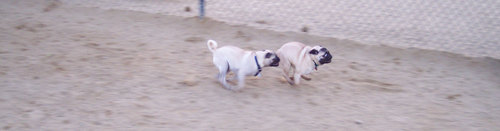 Sheba chasing Roy
