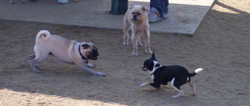 Getting ready to play