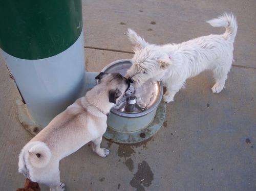 Water Break with a Friend