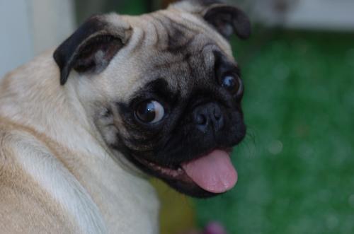 Little Sheba - from the Williams session