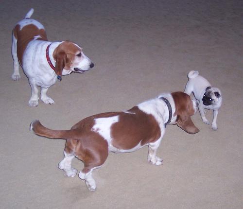 Little Sheba looking at Rusty - Nose to Nose