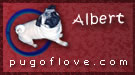 Did you know that Albert is the Pug of Love? He is!!!
