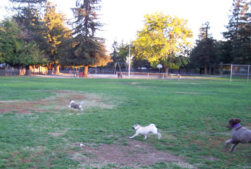 Winston, Camille and Sheba