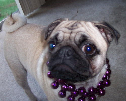 Sheba and Beads