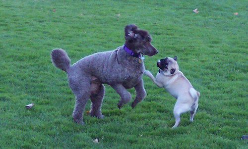 Sheba and Camille battling