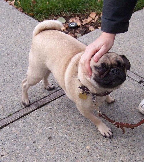 Charlotte getting pats