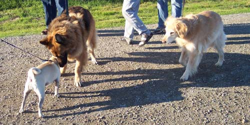 Sheba and Big Dog 3 and 4