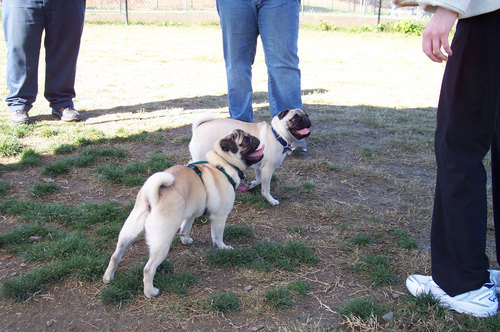Roy and Sheba at the San Jose Meet Up