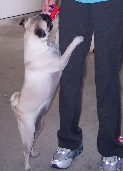 Sheba getting her gift