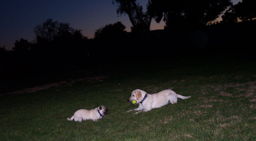 Atlas and Sheba playing mental ball takeaway