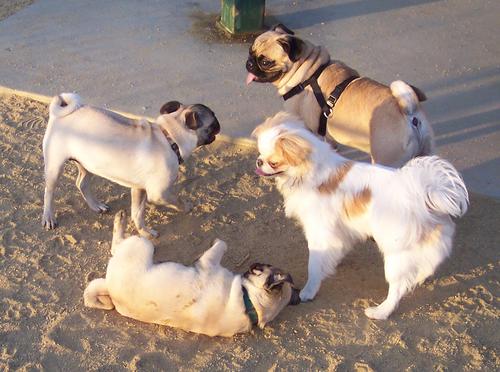 Little Sheba, Roy, Sugar Pug and the gang