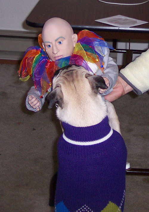 Sheba's new sweater and Mini Me