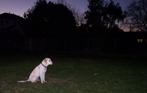 Well Behaved Puppy Sitting With Purple Sunset