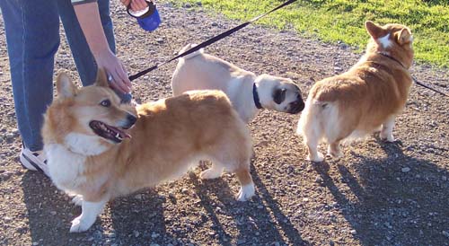 Sheba and two little Corgis