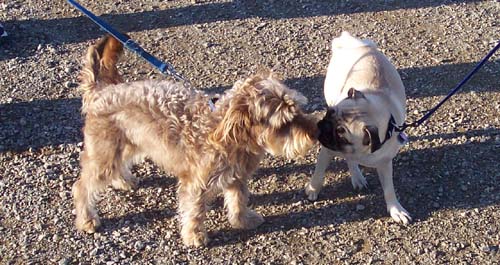 Sheba and Chase Friend