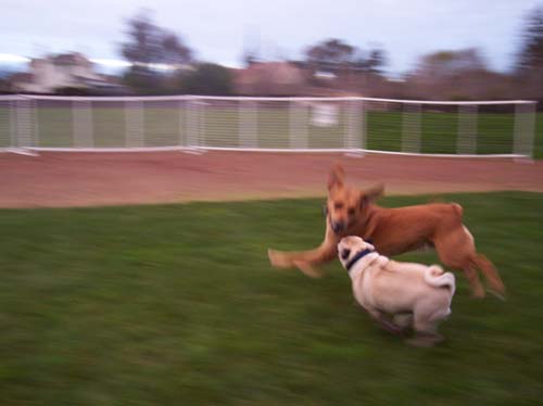 Sheba chasing Rusty